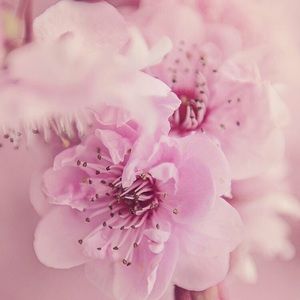 Meet your Posher, Bella